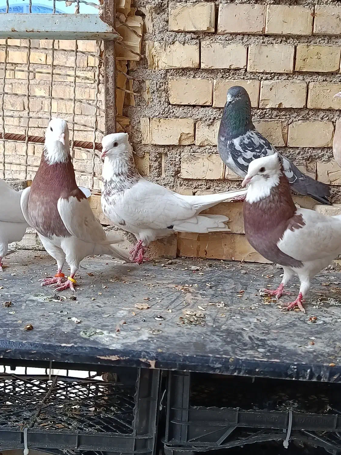 رنگی|پرنده|خرمشهر, |دیوار