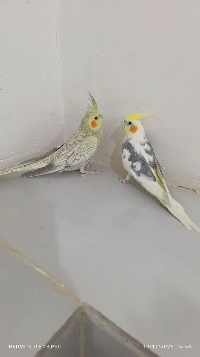 ...|پرنده|تربت‌حیدریه, بالا ولایت|دیوار