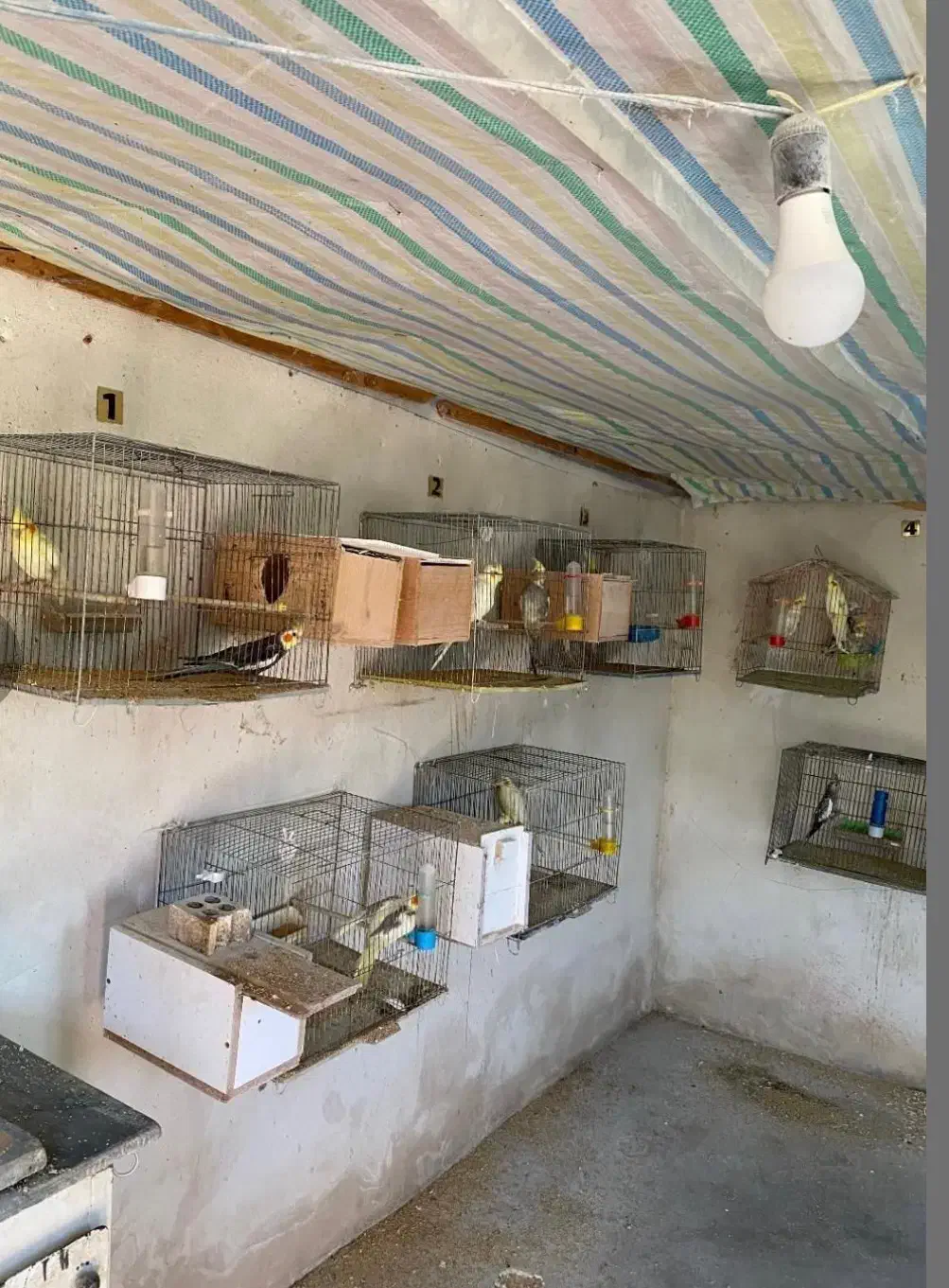 فروش انواع عروس هلندی|پرنده|کتالم و سادات شهر, |دیوار