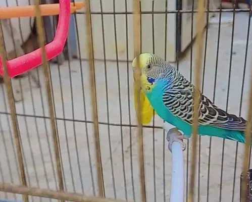 مرغ عشق|پرنده|اراک, |دیوار