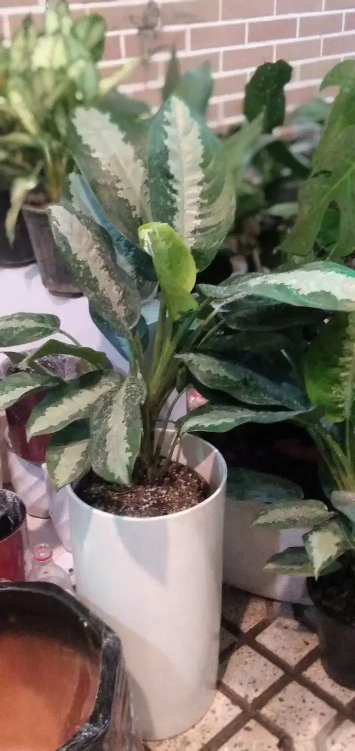 انواع گل‌های آپارتمانی وزینتی|گل و گیاه طبیعی|مشهد, هنرور|دیوار