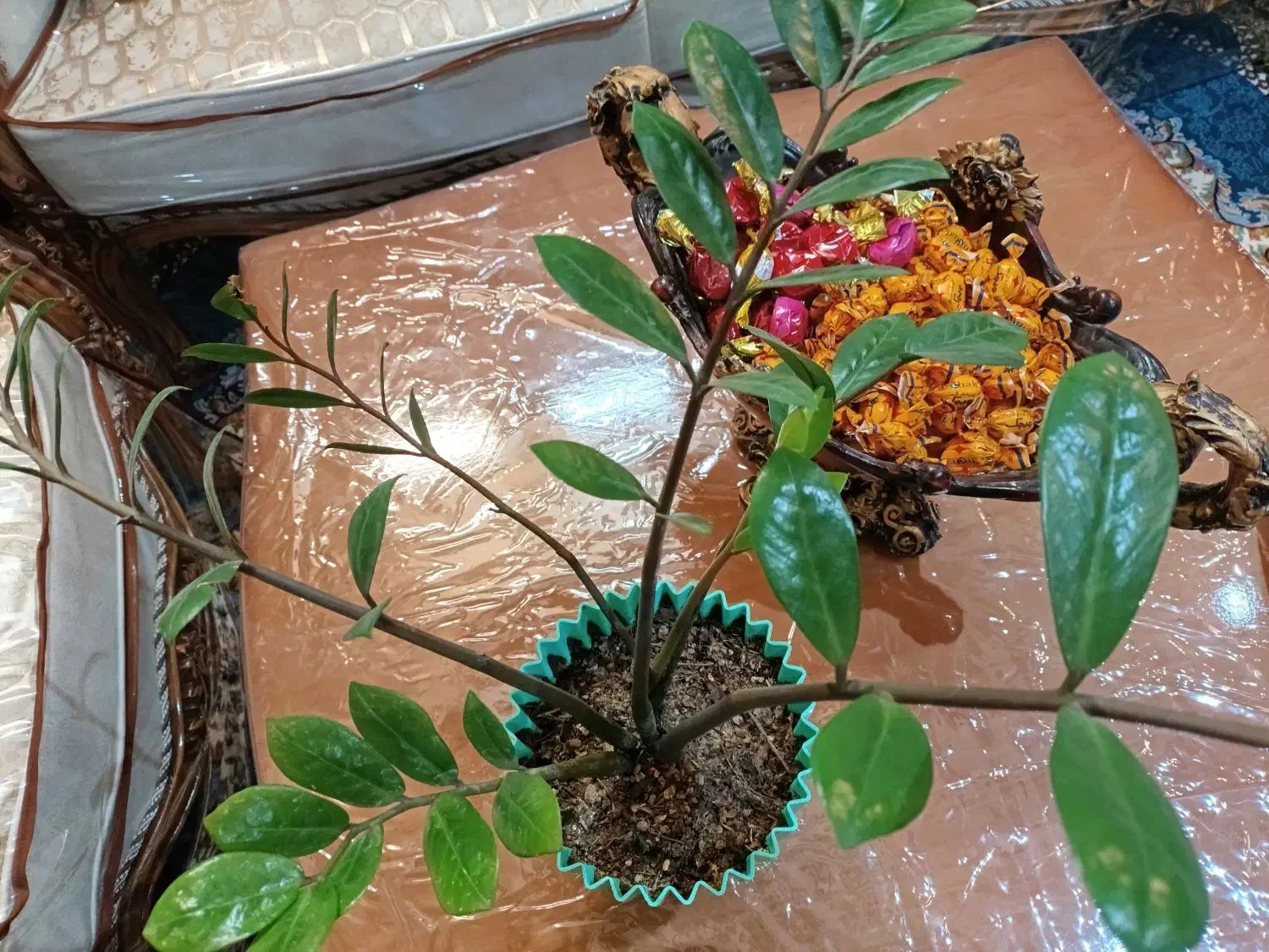 گل و گیاه|گل و گیاه طبیعی|اصفهان, شیخ طوسی|دیوار