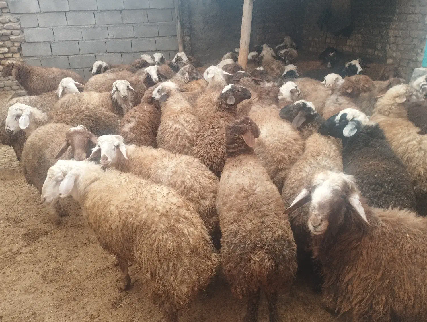 بره نرکشتاری|حیوانات مزرعه|تهران, شهرآرا|دیوار