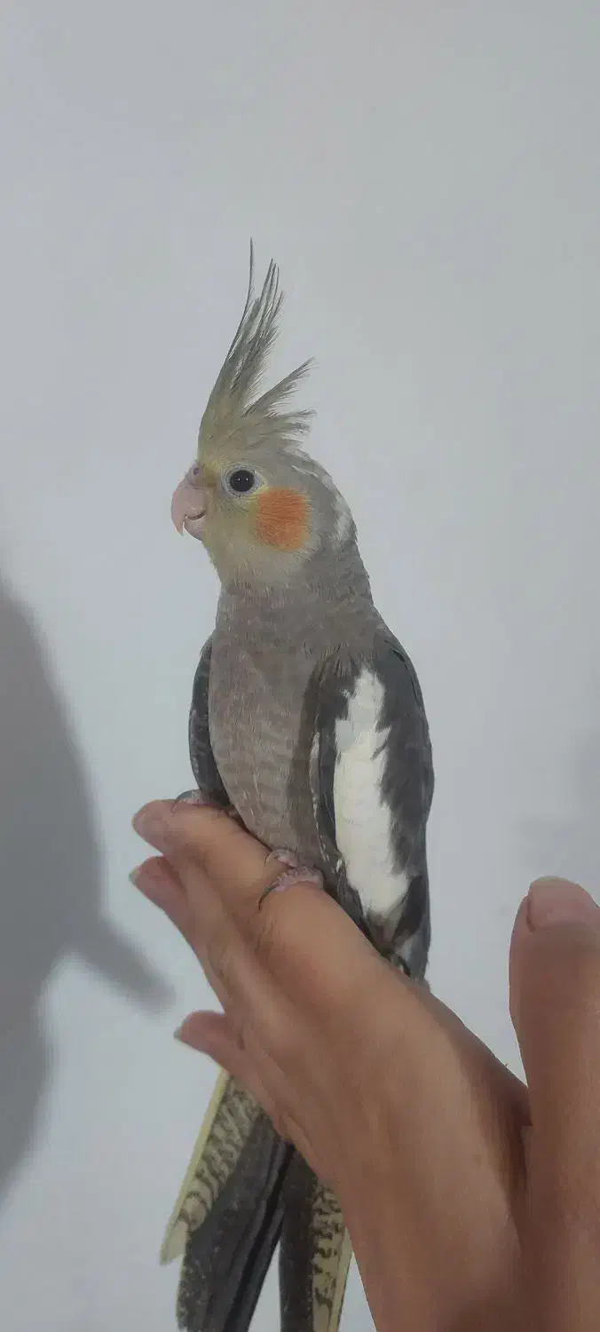 دوعددعروس هلندی دوماهه و نیمه نژاد سخنگویک میلیون|پرنده|کرمان, |دیوار