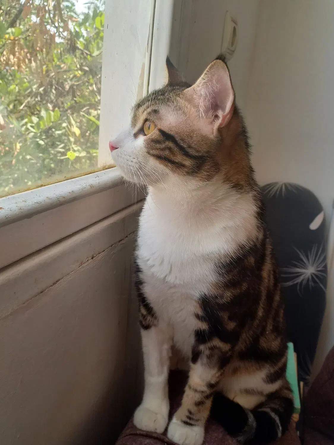 گمشده** مژدگانی ۱۰ میلیون|حیوانات|الوند, |دیوار