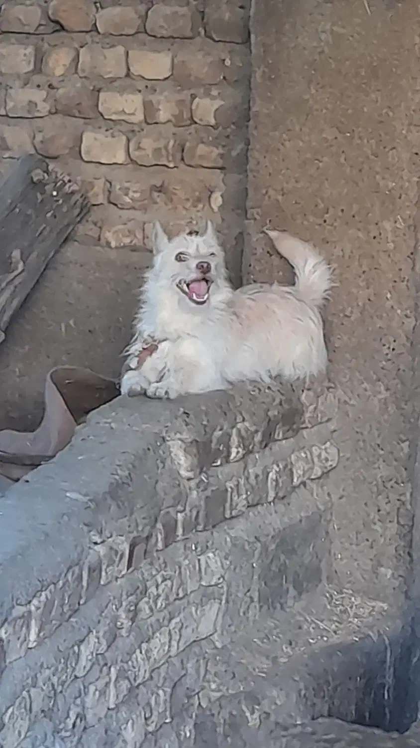 کته سگ پاکوتاه|سگ|مینودشت, |دیوار