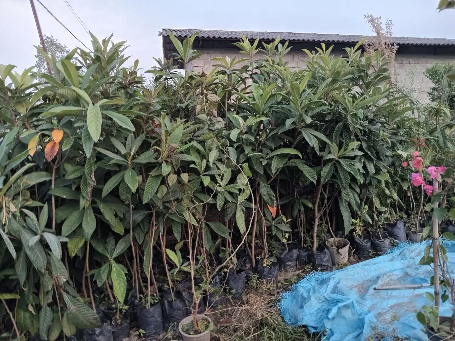 تولید انواع گلهای بیرونی وموز ومرکبات اصلاح  شده|خدمات باغبانی و درختکاری|نشتارود, |دیوار