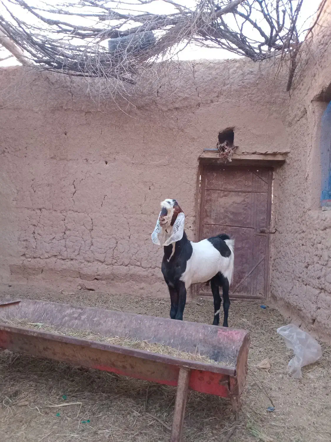 نربز پاکستانی اصل|حیوانات مزرعه|خواف, |دیوار