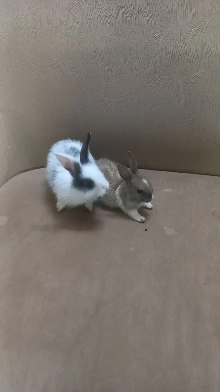 ۲ خرگوش|موش و خرگوش|تربت جام, شهید نصرالهی|دیوار