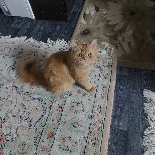 واگذاری گربه پرشین کینگ سایز،لانگ هر|گربه|گنبد کاووس, |دیوار