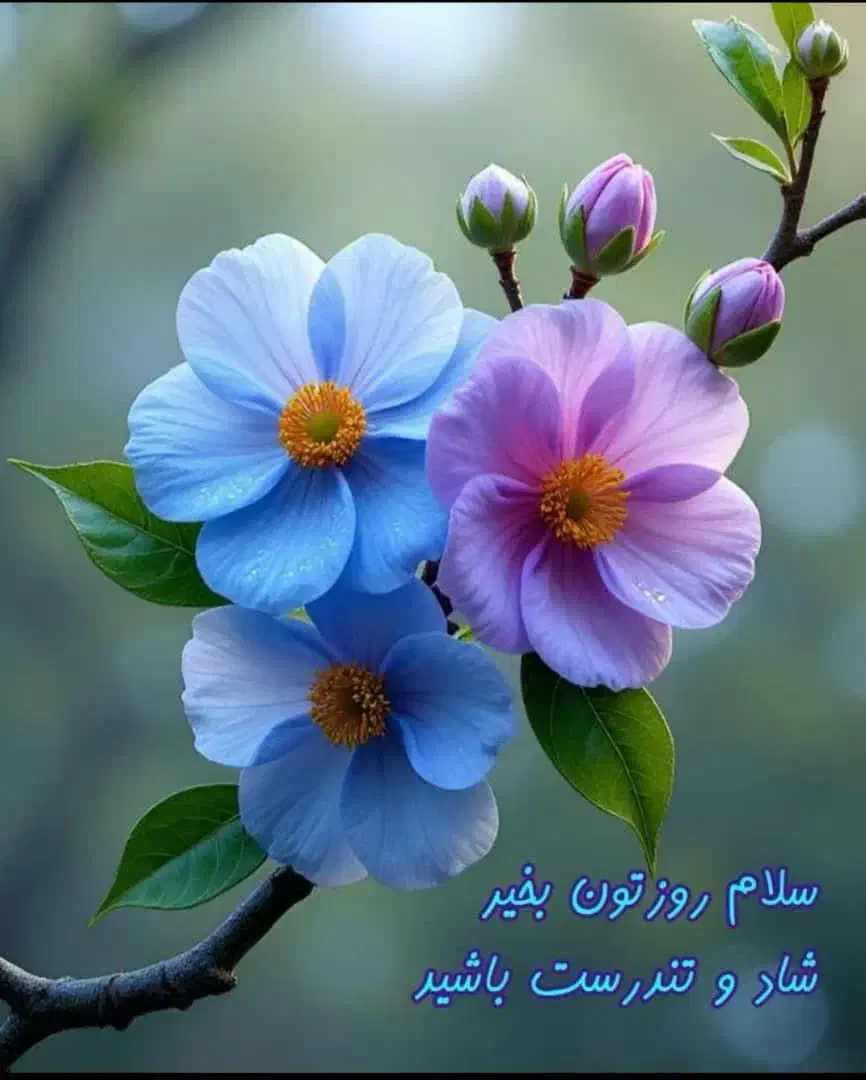 سهره نر و ماده|پرنده|تهران, شهرک آزادی|دیوار