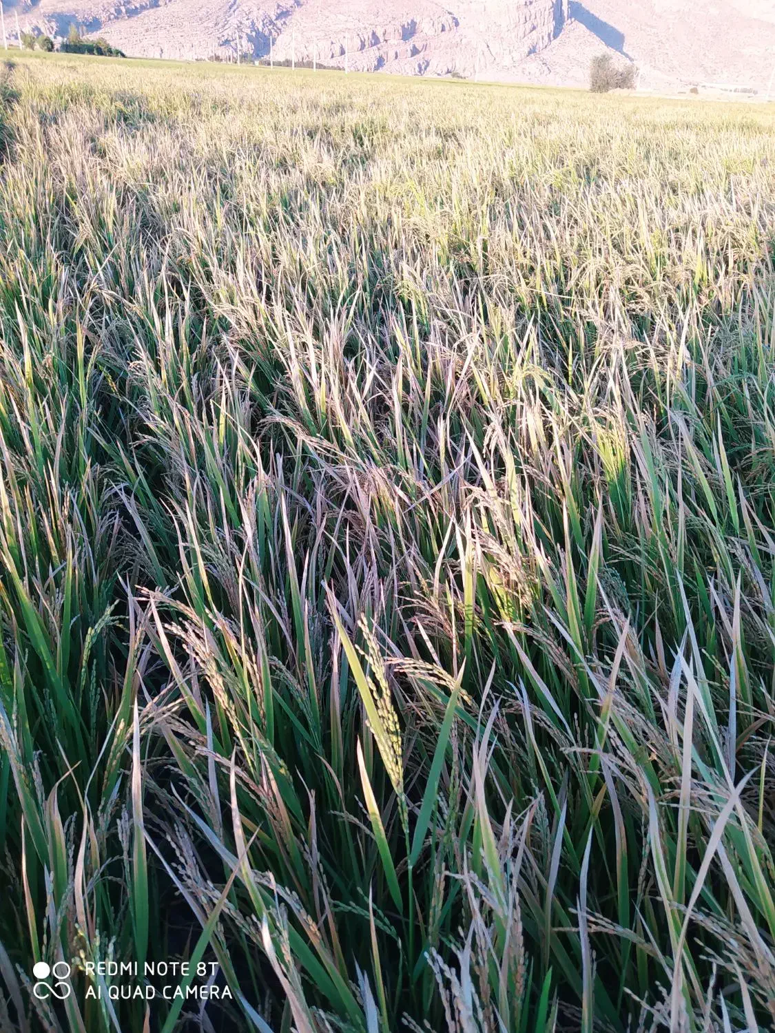 زمین کشاورزی|اجارهٔ دفتر صنعتی، کشاورزی، تجاری|درودزن, |دیوار