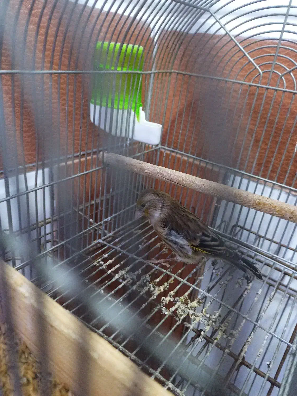 سهره قناری|پرنده|شیراز, کفترک|دیوار