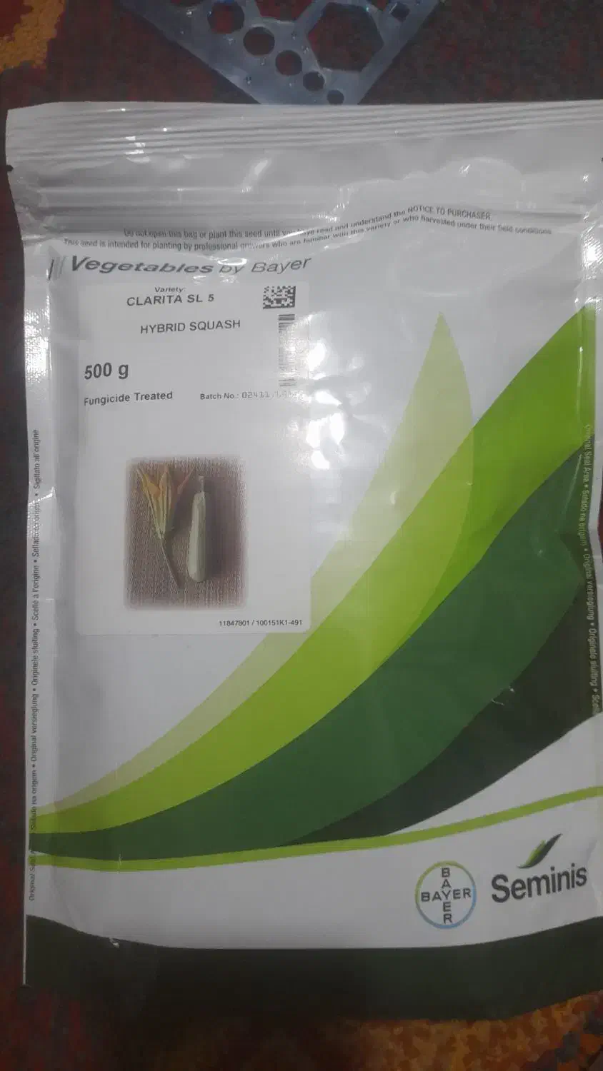 بذر کدو|گل و گیاه طبیعی|عنبرآباد, |دیوار