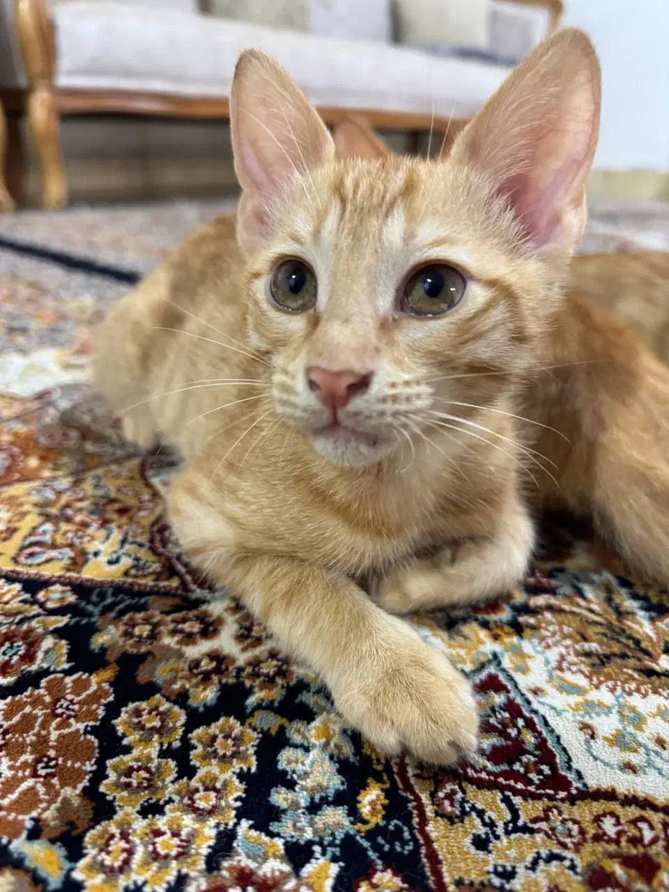 واگذاری گربه رایگان|گربه|رشت, فخب|دیوار