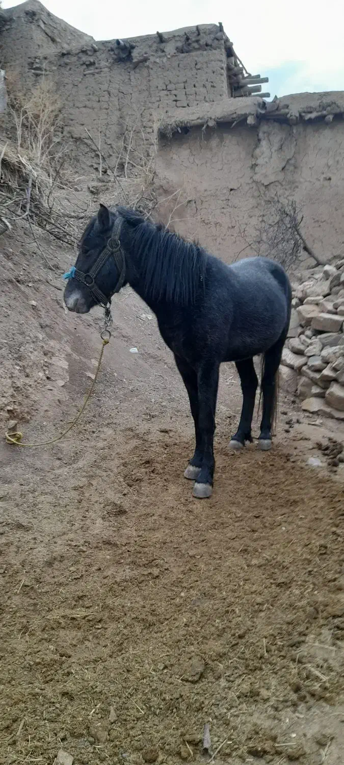 اسب|اسب و تجهیزات اسبسواری|خلخال, |دیوار