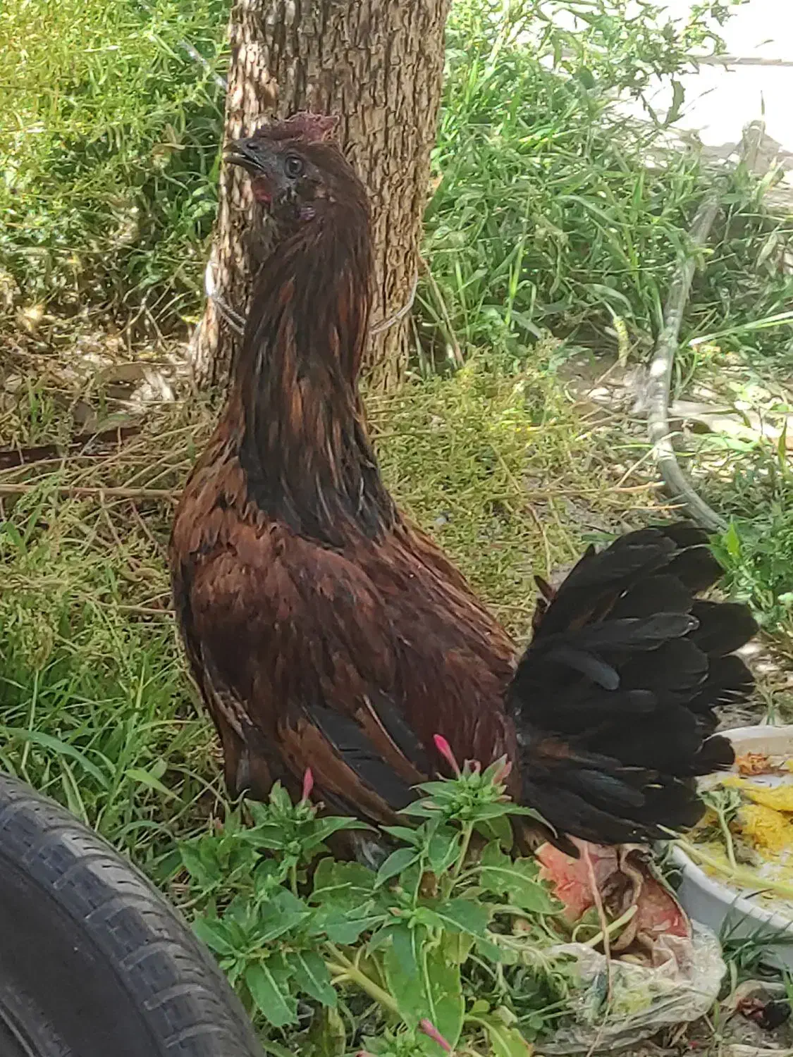 خروس متن حتما بخون|حیوانات مزرعه|بیرجند, |دیوار