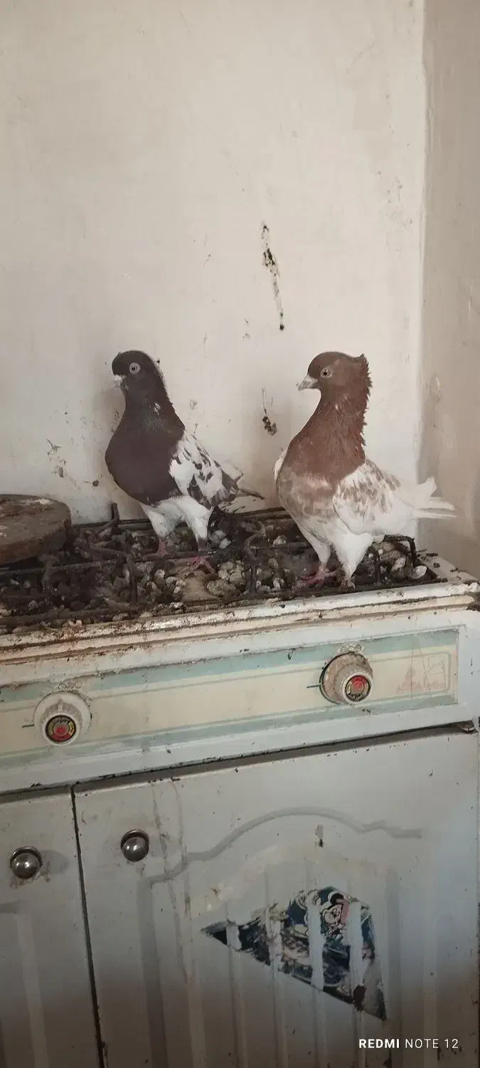 کفتر سرخ زاغ کله سینه|پرنده|فریمان, |دیوار