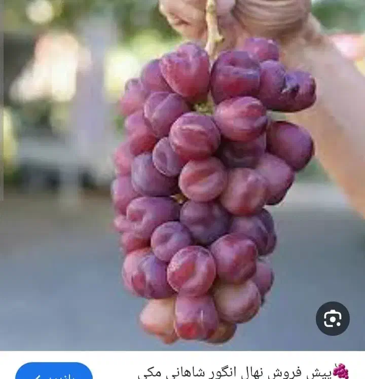 graps|خوردنی و آشامیدنی|بافت, |دیوار