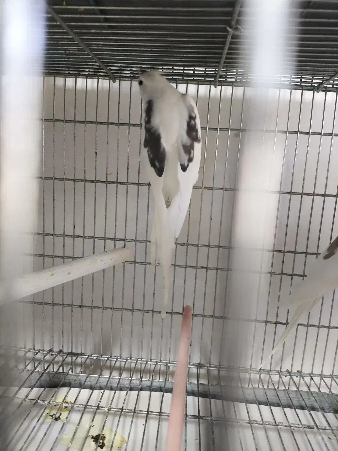 عروس هلندی جفت مولد تضمینی جفت خوب|پرنده|رزن, |دیوار