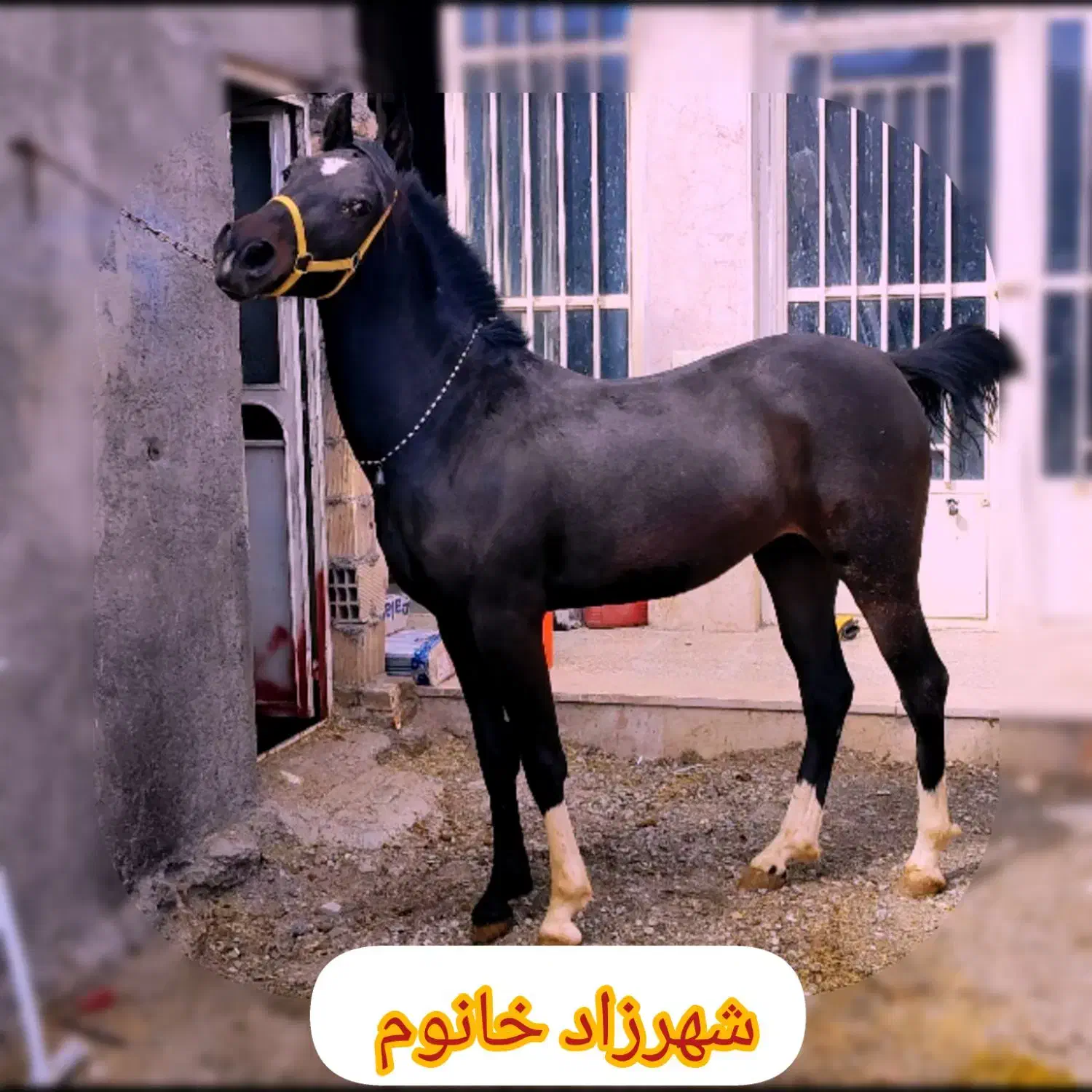 فروش دو راس کره نریون و مادیون|اسب و تجهیزات اسبسواری|بن, |دیوار