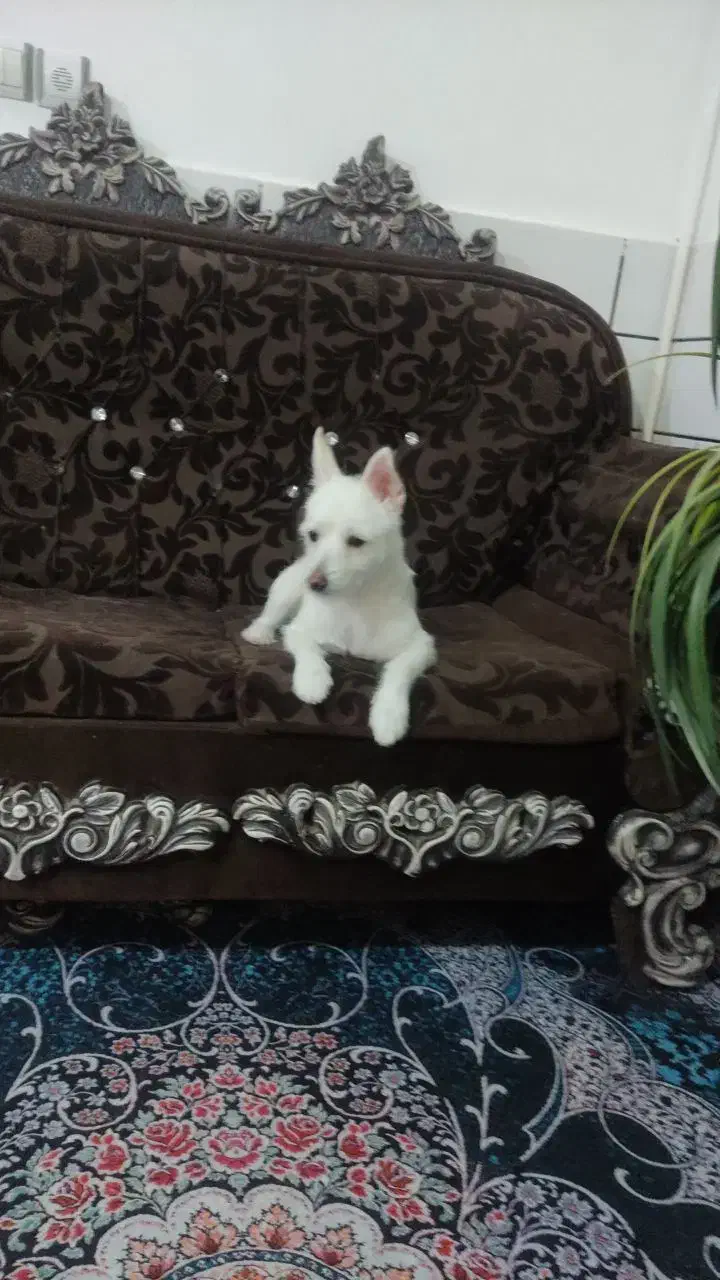 سگ اشپیدز با نمک او حرف گوش کن|سگ|ساوه, |دیوار