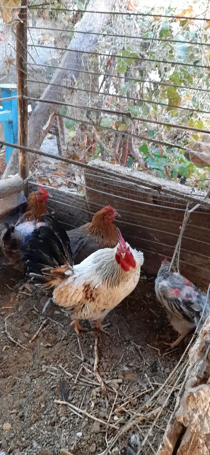 ۱۲ عدد مرغ و خروس|حیوانات مزرعه|کرمان, |دیوار