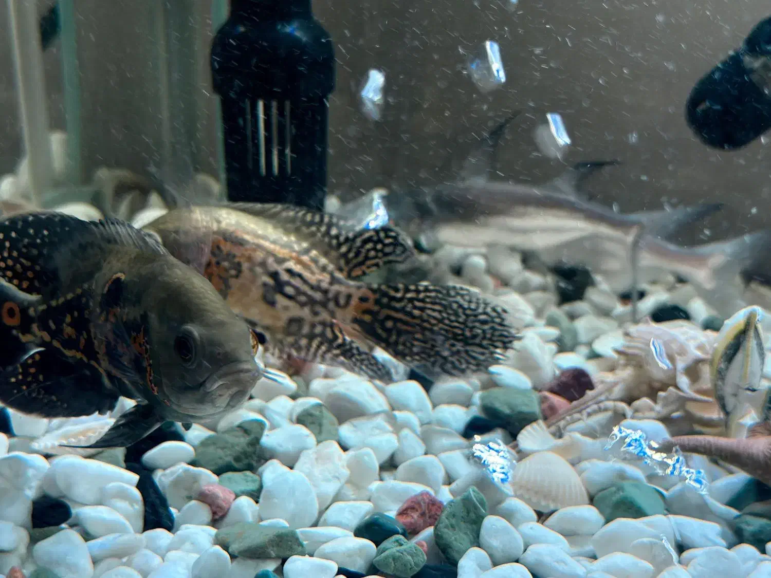 فروش آکواریوم سی استار شیشه خمیده در حد نو|ماهی|تهران, افسریه شمالی|دیوار