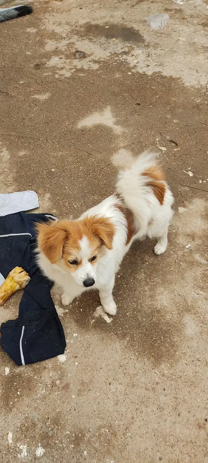 سگ خانگی|سگ|اهواز, شهرک اکباتان|دیوار