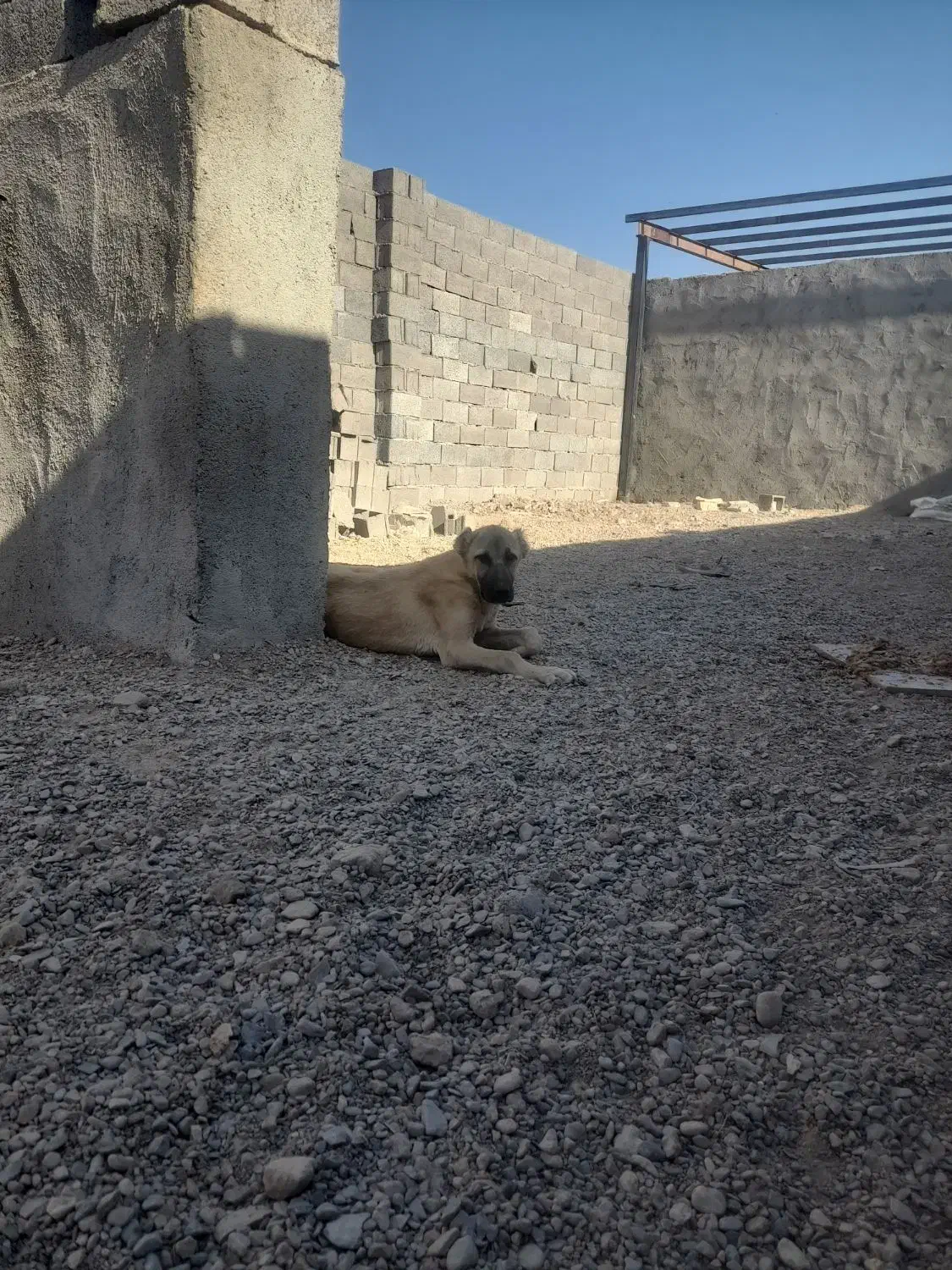 واگذاری معاوضه توله|سگ|مشهد, كنويست|دیوار