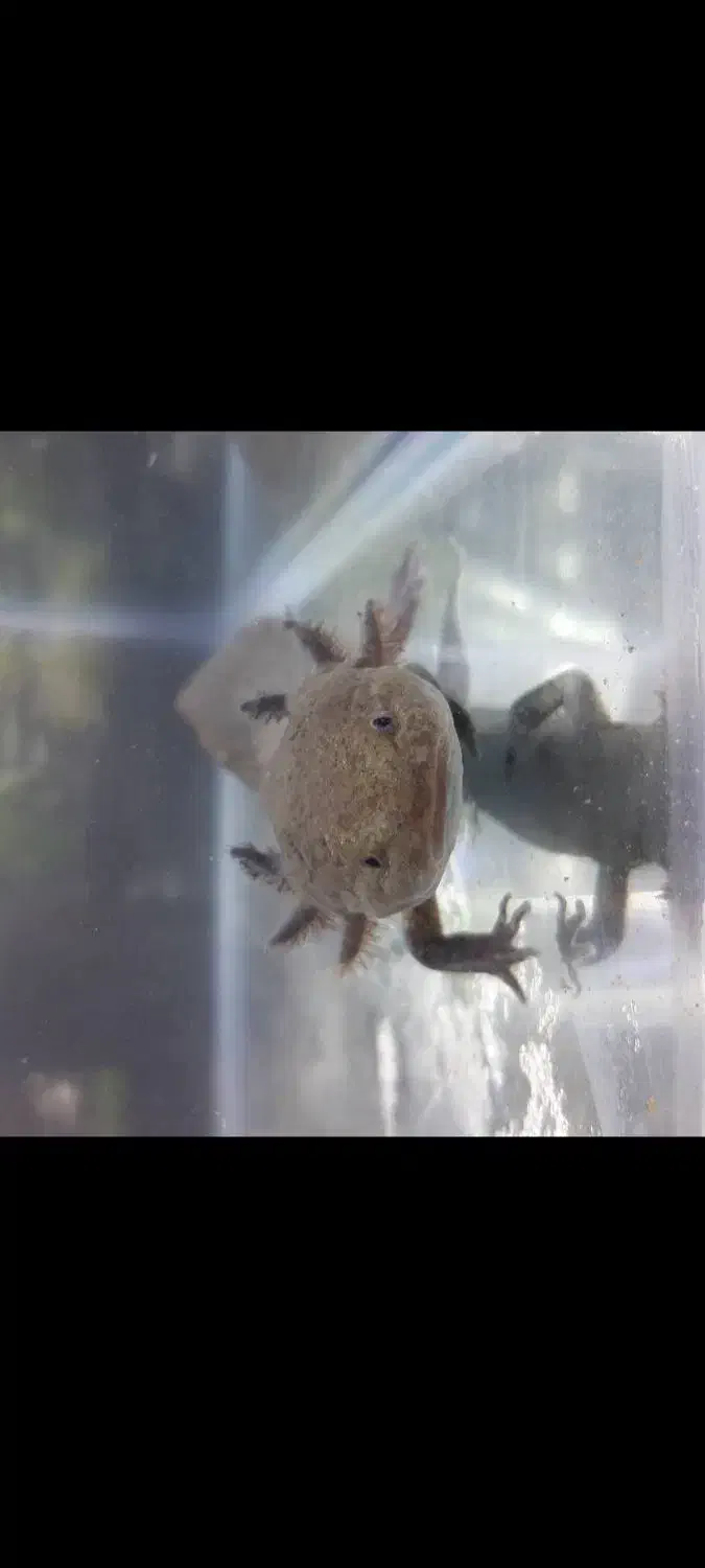 ماهی دست و پا دار|ماهی|تهران, تهرانپارس شرقی|دیوار