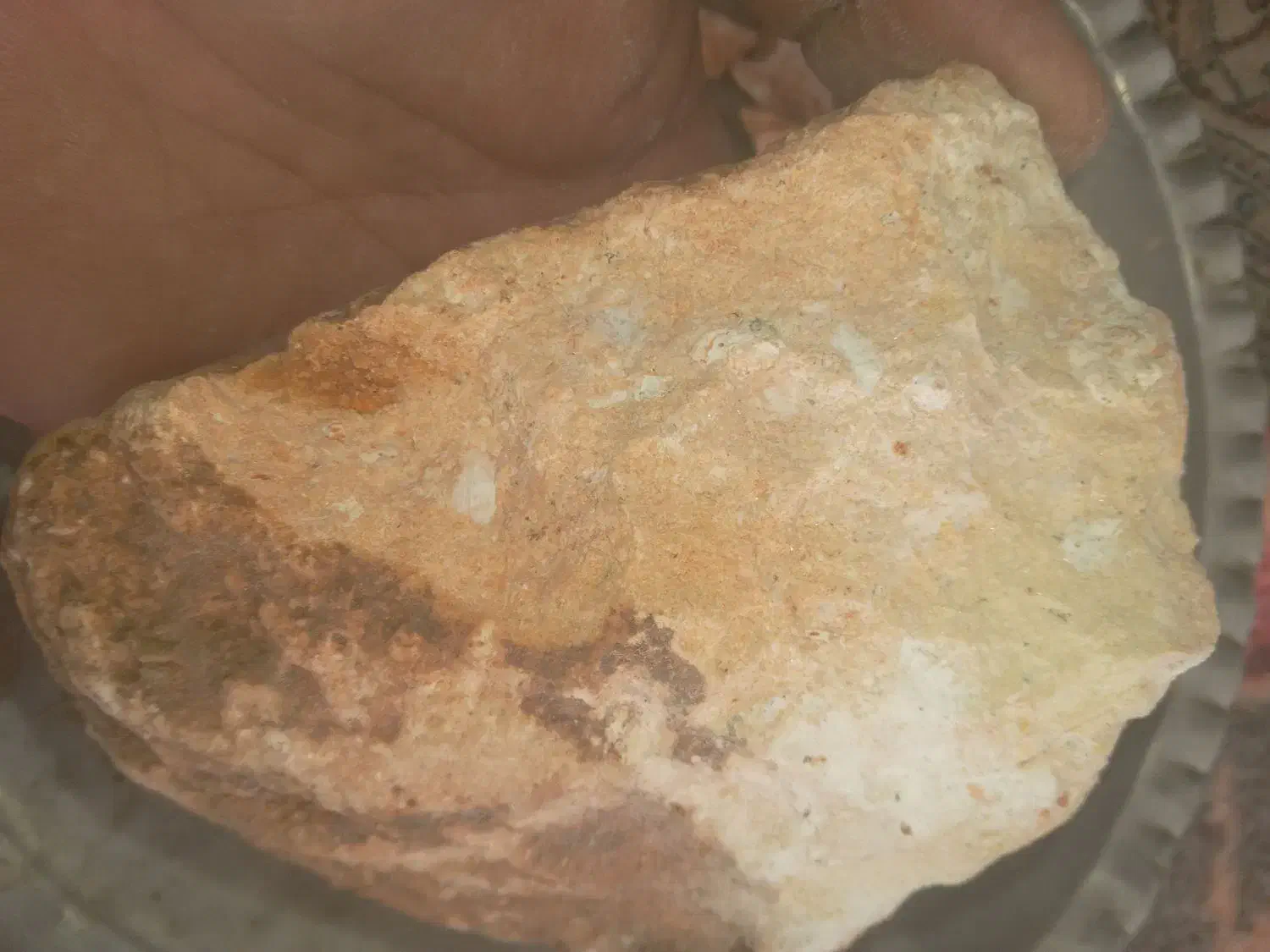 سنگ فسیل ماهی وصدف ماهی ۲۰۰۰ساله|کلکسیون اشیاء عتیقه|دلبران, |دیوار