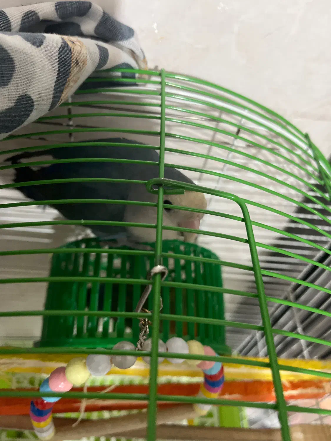 طوطی برزیلی|پرنده|ارومیه, |دیوار