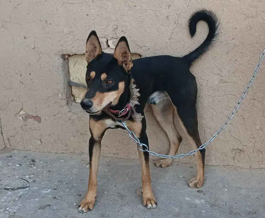 گمشده ...|حیوانات|تایباد, |دیوار