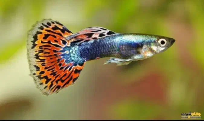 گوپی مولی پلاتی آنجل زبرا کالرنعون لجن خارآکواریوم|ماهی|تهران, امام زاده حسن|دیوار