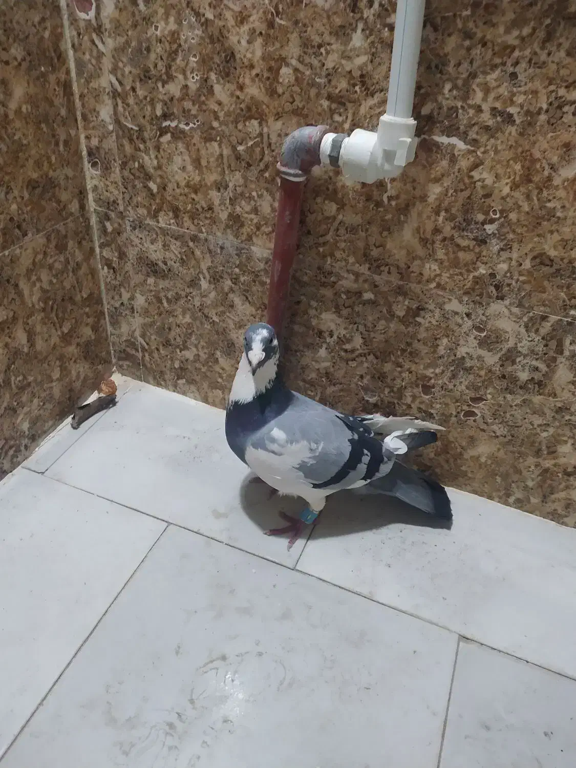 کفتر قریب|پرنده|گرمخان, |دیوار