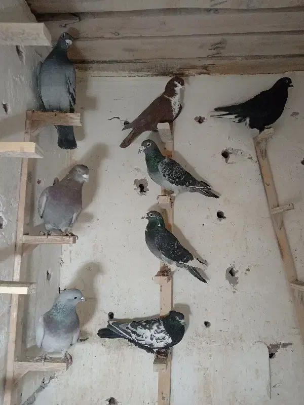 چند عدد کبوتر برا فروش زرند هستن|پرنده|زرند, |دیوار