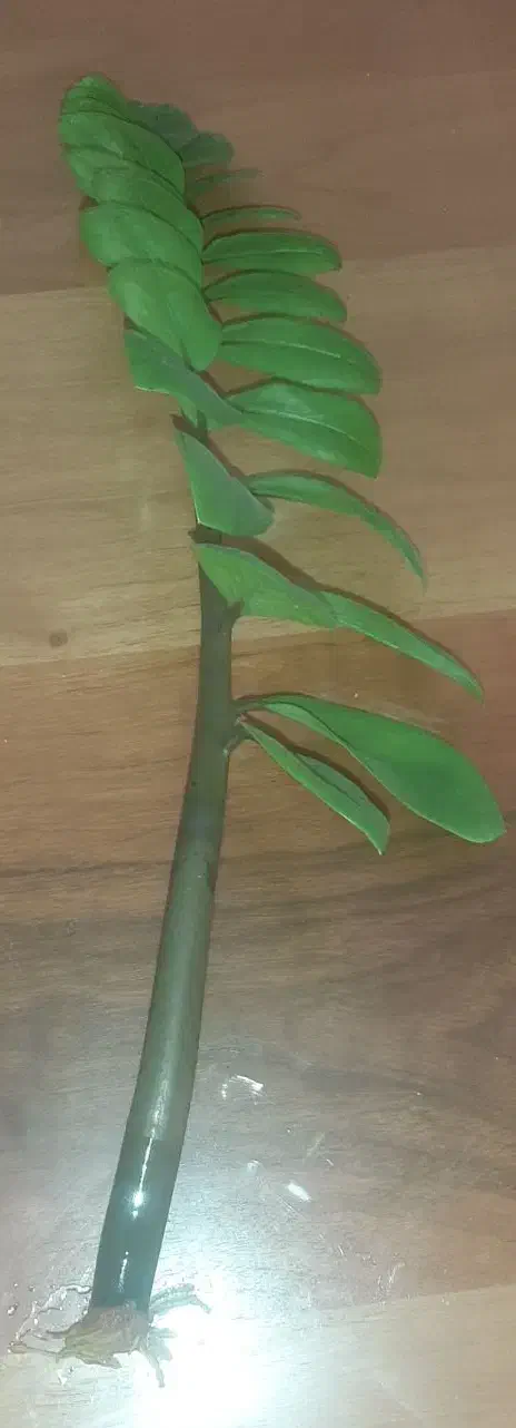 زاموفیلیا بلند و پر ریشه|گل و گیاه طبیعی|تهران, نیلوفر|دیوار