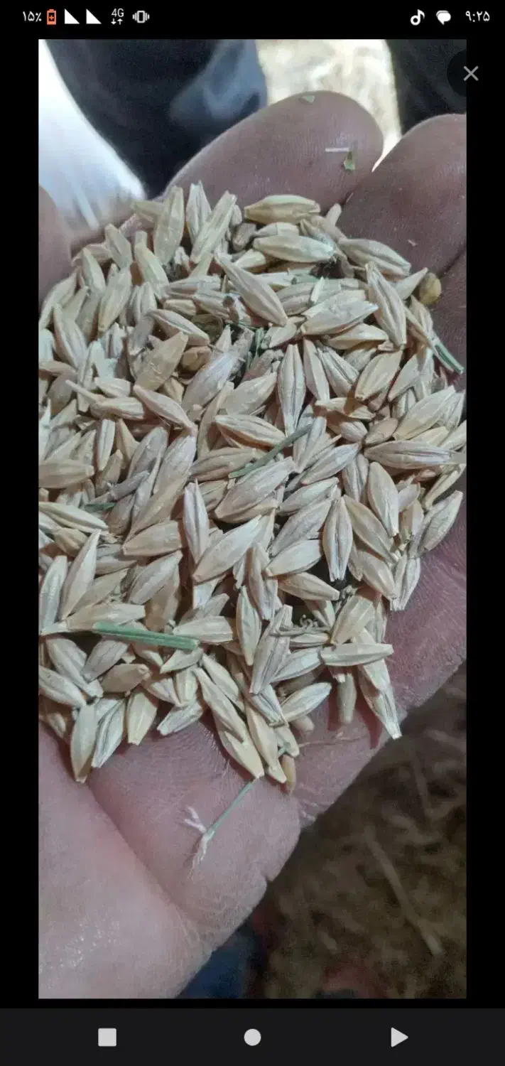 جو سهند|لوازم جانبی حیوانات|اسفراین, |دیوار