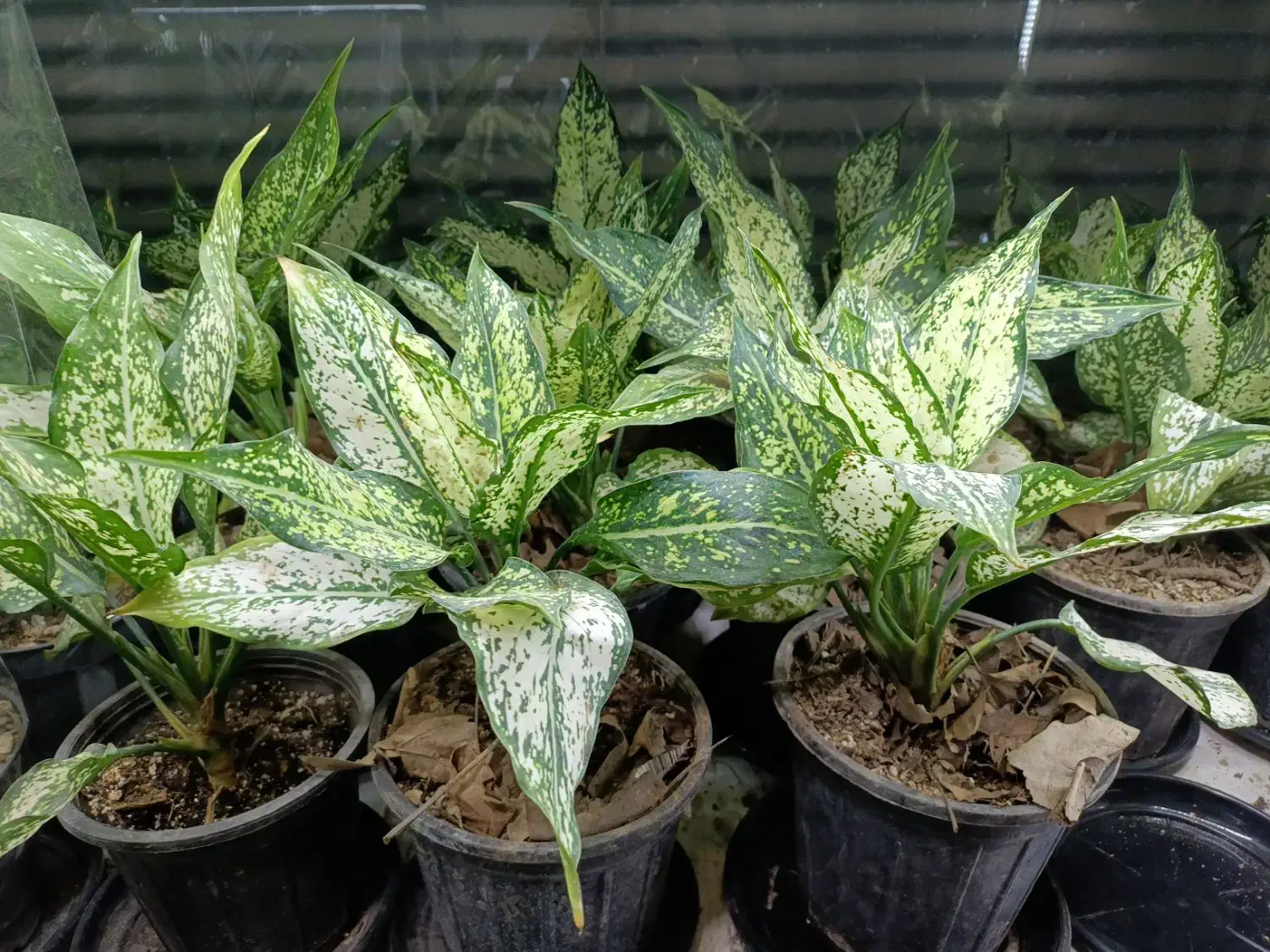 پتوس دیفن حسن یوسف سانس زاموفیلیا|گل و گیاه طبیعی|قم, شهرک فاطمیه|دیوار