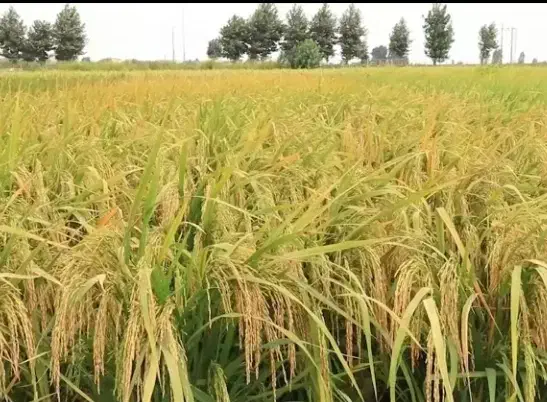 جو هاشمی|خدمات باغبانی و درختکاری|آستانه اشرفیه, |دیوار