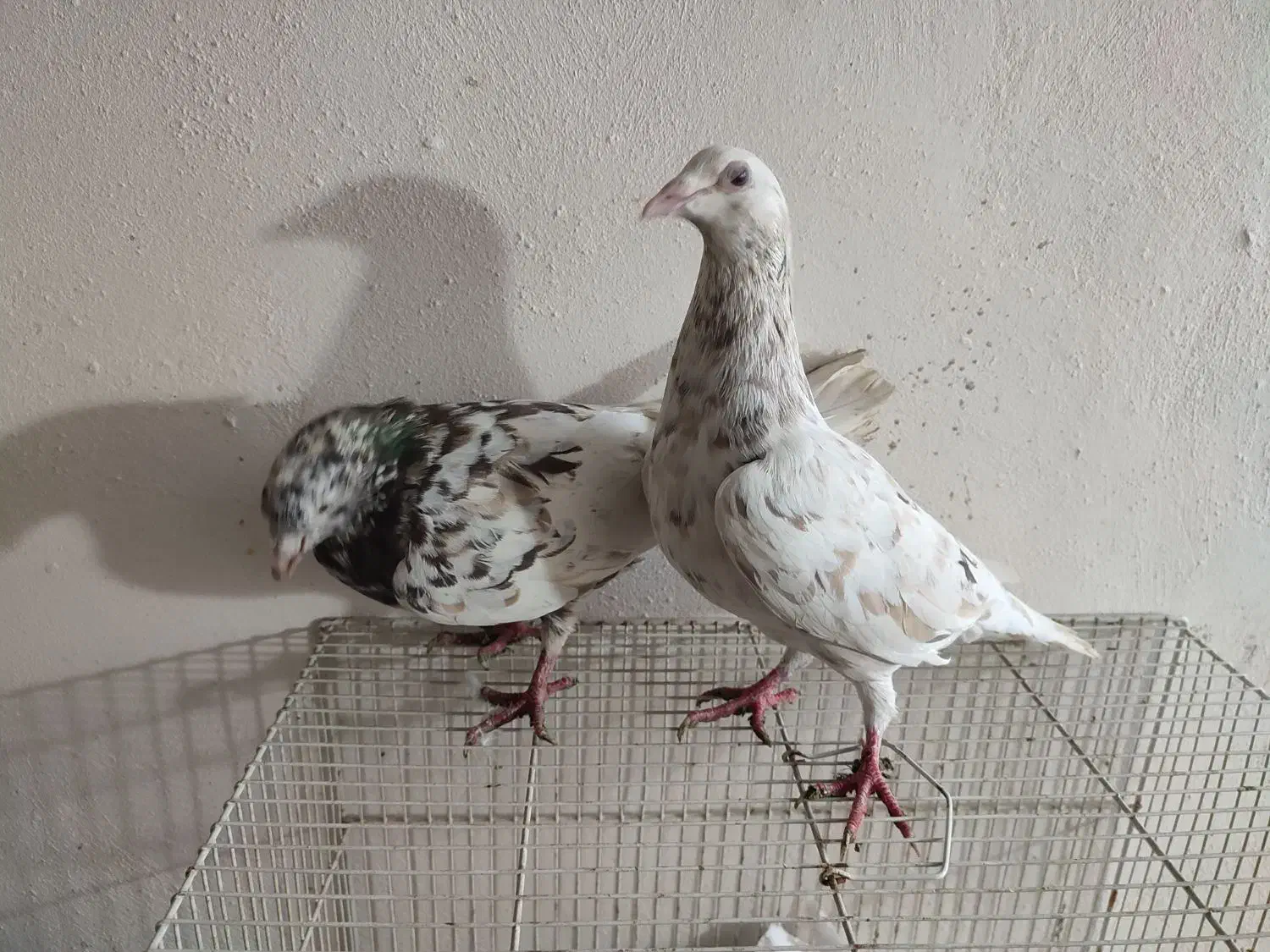 کبوتر سار|پرنده|گرگان, |دیوار