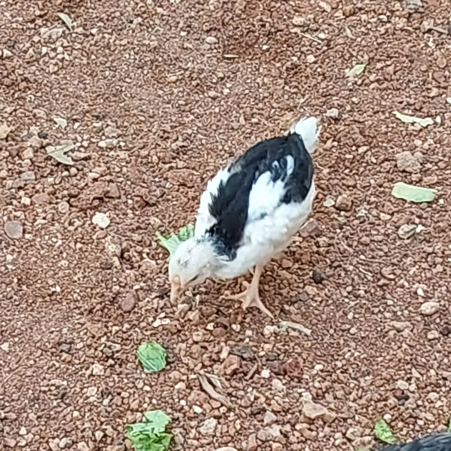 جوجه مرغ و خروس گلین اصل|حیوانات مزرعه|شیراز, شهرک گلستان|دیوار