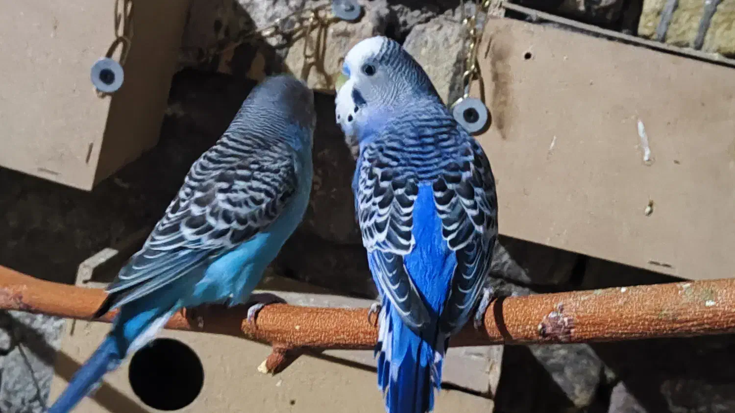 مرغ عشق خاص|پرنده|فردوس (خراسان), |دیوار