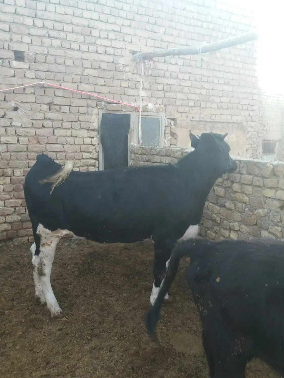 گاو تلیسه گوسال|حیوانات مزرعه|قم, الغدیر|دیوار