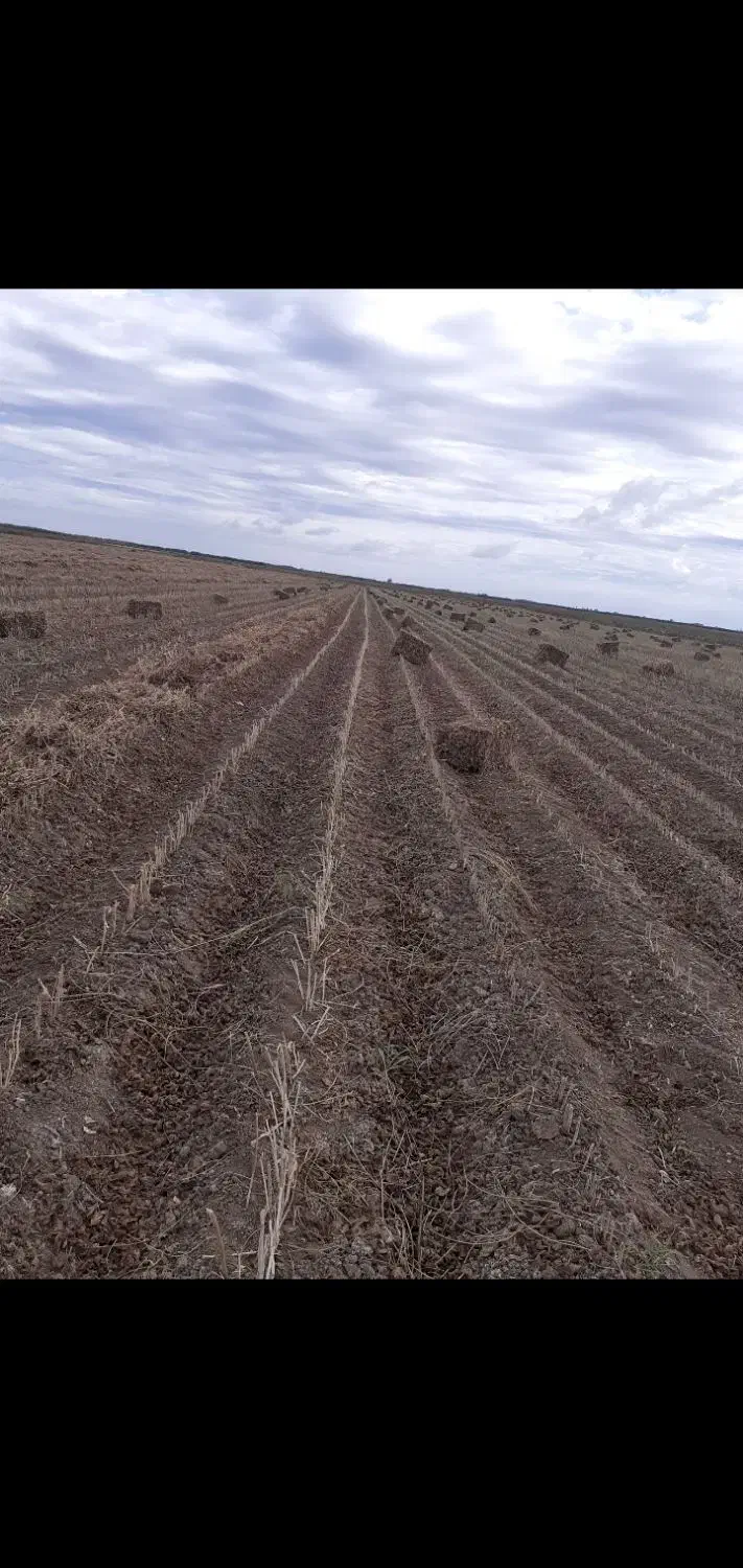 پرس بندی شده سویا|خدمات باغبانی و درختکاری|پارسآباد, |دیوار