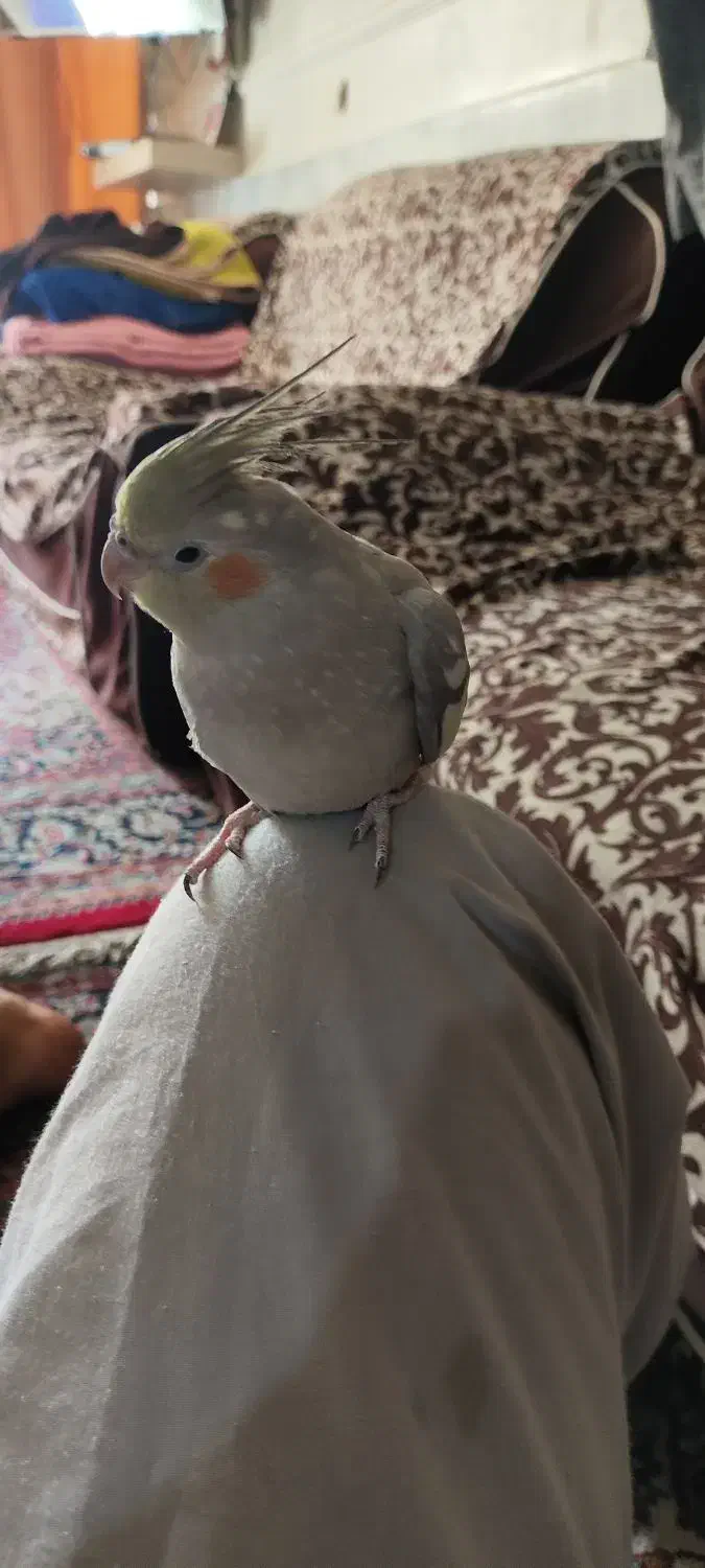 عروس هلندی|پرنده|خمینی‌شهر, |دیوار