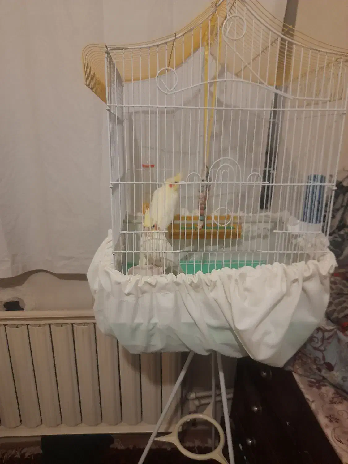 عروسهلندی|حیوانات|تبریز, |دیوار