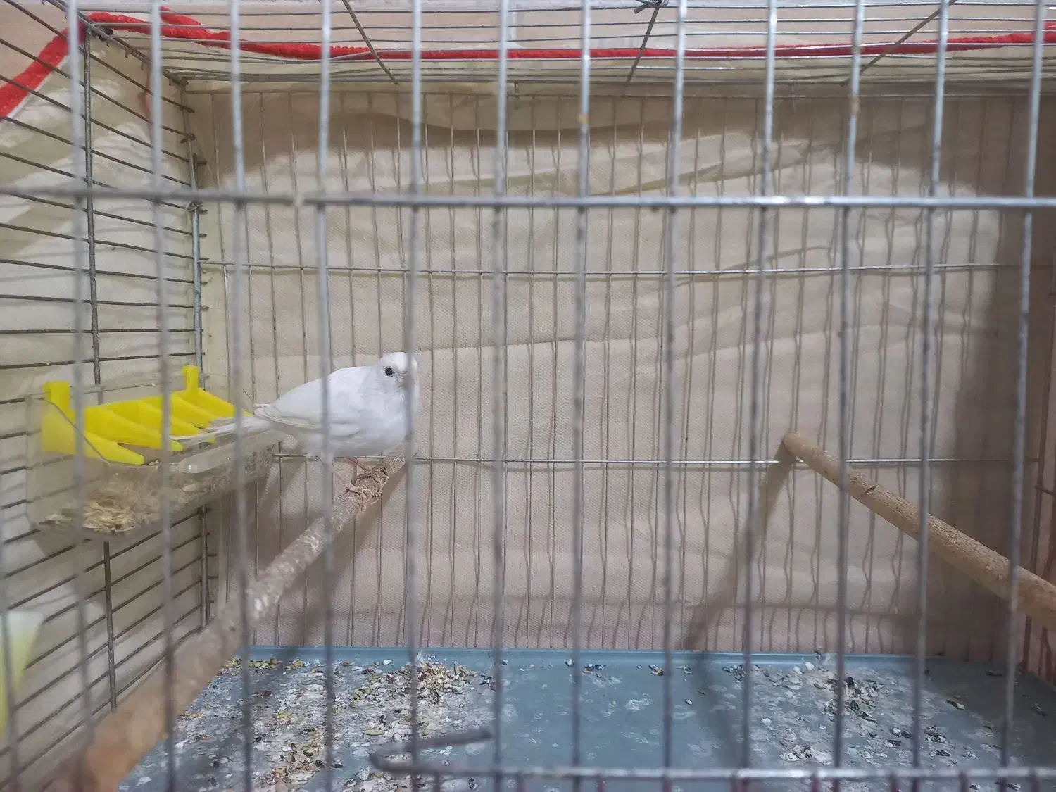 قناری نر|پرنده|کرمان, |دیوار