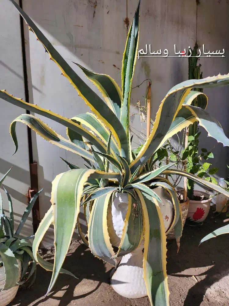 فروش گل|گل و گیاه طبیعی|قدس, هفت جوی|دیوار